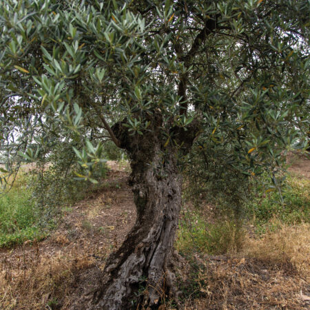 Black-Olive-Tree